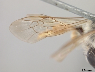 Andrena prunifloris, wing