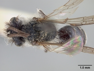 Andrena segregans, top