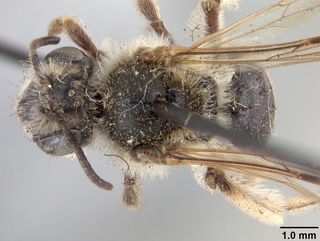 Andrena fenningeri, female, top