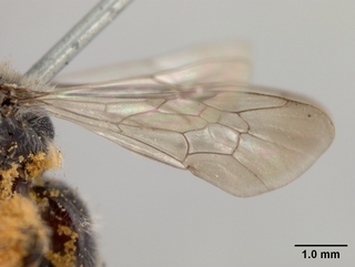 Andrena segregans, wing
