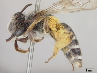 Andrena semipunctata, side