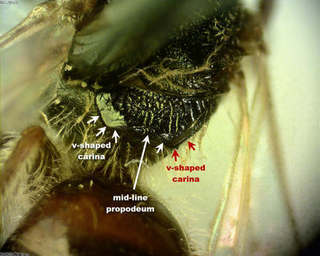 Lasioglossum illinoense, female, propropodeal carinae1