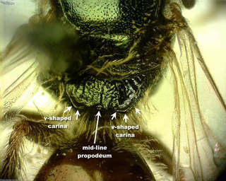 Lasioglossum illinoense, female, propropodeal carinae2
