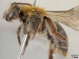 Andrena angelesia, female, side