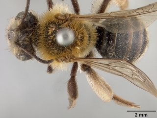 Andrena angelesia, female, top