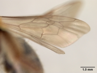 Andrena angelesia, female, wing