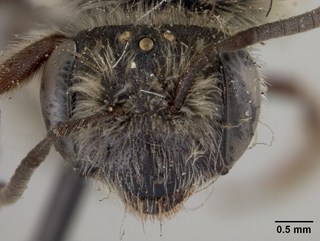 Andrena fenningeri, female, face