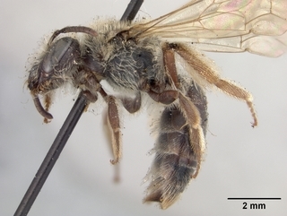 Andrena fenningeri, female, side