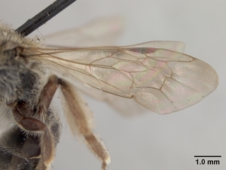 Andrena fenningeri, female, wing