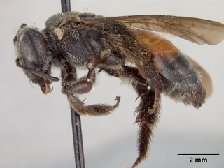 Andrena flaminea, female, side