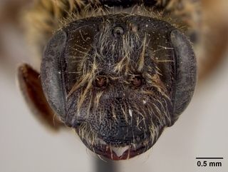 Andrena fuscicauda, female, face