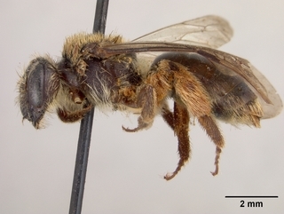 Andrena fuscicauda, female, side
