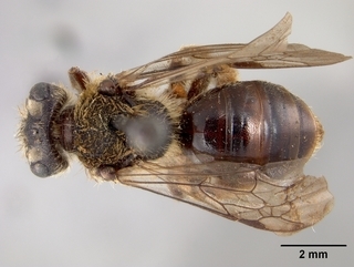 Andrena fuscicauda, female, top