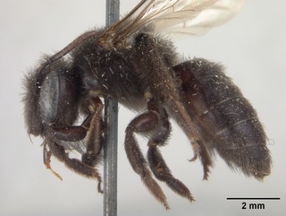 Andrena nigerrima, female, side