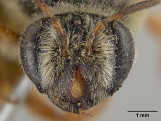 Andrena prunorum, female, face