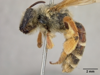 Andrena prunorum, female, side