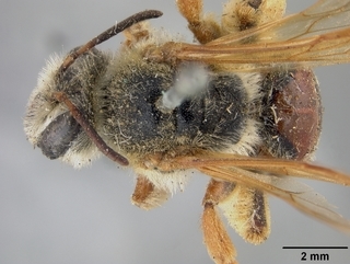 Andrena prunorum, female, top
