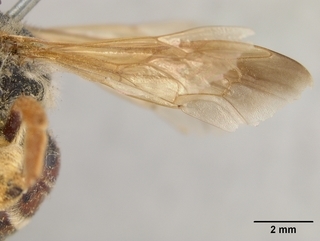 Andrena prunorum, female, wing