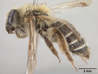 Andrena barbilabris, female, side