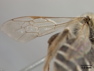 Andrena barbilabris, female, wing