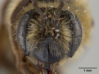 Andrena nivalis, female, face