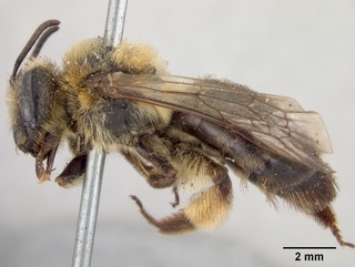 Andrena nivalis, female, side