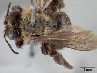 Andrena nivalis, female, top