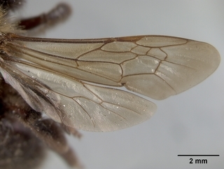 Andrena nivalis, female, wing