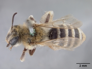 Andrena pecosana, female, top
