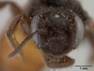 Andrena prima, female, face