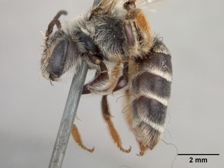 Andrena prunifloris, female, side