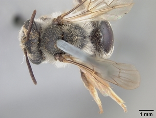 Andrena prunifloris, female, top