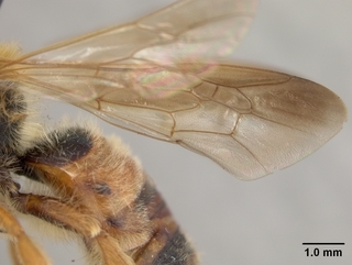 Andrena prunorum, male, abdomen