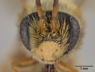 Andrena prunorum, male, face