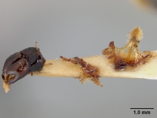Andrena prunorum, male, genitalia