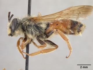 Andrena prunorum, male, side