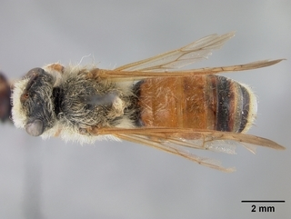 Andrena prunorum, male, top