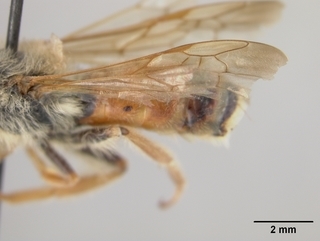 Andrena prunorum, male, wing