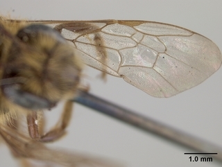 Andrena rufosignata, female, wing