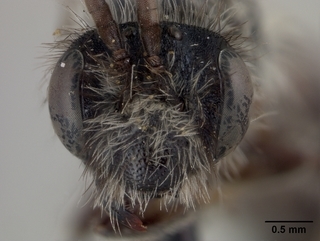 Andrena segregans, male, face