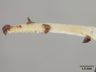 Andrena segregans, male, genitalia