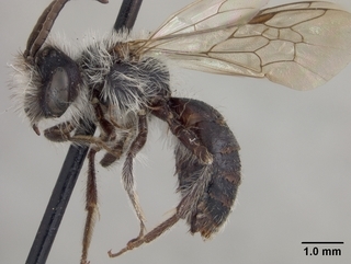 Andrena segregans, male, side