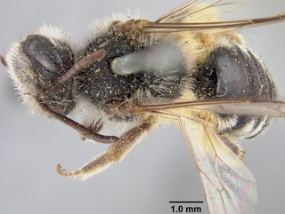 Andrena semipunctata, female, top