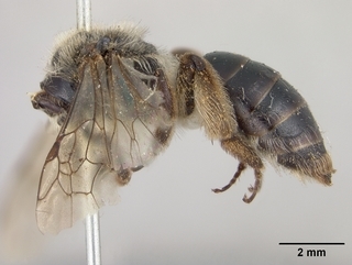 Andrena sigmundi, female, side