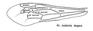 Isodontia elegans, wing