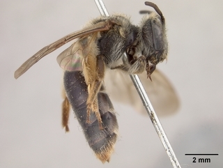 Andrena crataegi, female, side