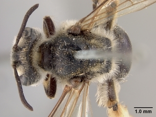 Andrena crataegi, female, top