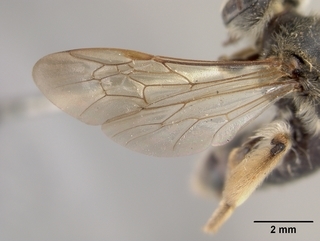 Andrena crataegi, female, wing