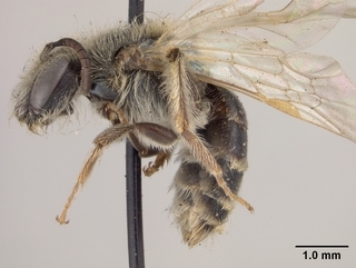 Andrena illinoiensis, female, side