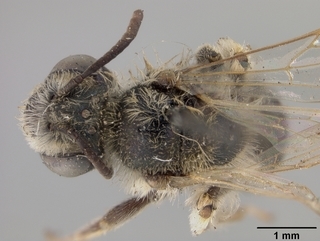 Andrena illinoiensis, female, top